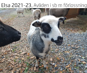 Elsa 2024.jpg